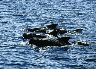 Pilot Whales in Manado - photo courtesy of Cary Yanny