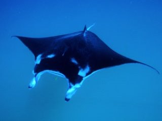 Manta rays are common in the southern Maldives atoll of Meemu - photo courtesy of ScubaZoo