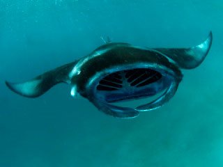 Diving in the Northern Atolls is good for manta ray sightings - photo courtesy of ScubaZoo