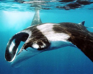 Close up of a manta ray