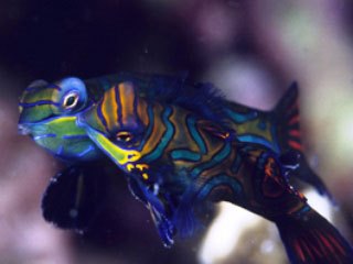 Mandarinfish are found at several locations in the Lembeh Strait, near Manado - photo courtesy of ScubaZoo