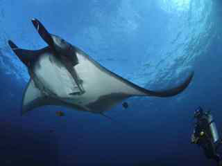 Scuba diving in Mexico with manta rays - image courtesy of the Bonnie Pelnar