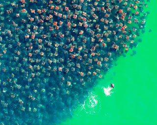 An ariel view of a school of mobula rays in Mexico