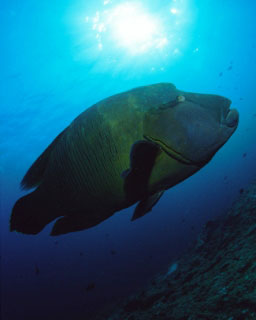 The Napoleon wrasse is frequently found in the Maldives, in the Indian Ocean - photo courtesy of ScubaZoo