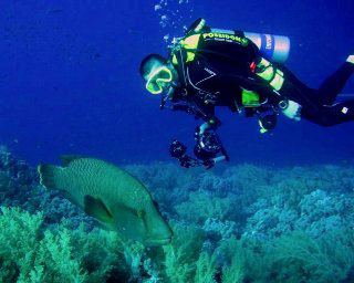 Liveaboard diving in the Red Sea with Napoleon wrasse - photo courtesy of Detlef Sarrazin