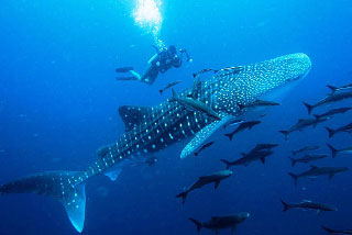 Swim with ocean giants in Galapagos or Mexico