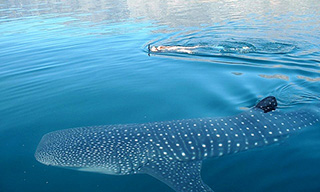 Could a whale shark enrich your Red Sea liveaboard experience?