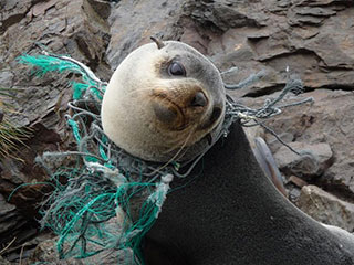 Sea lion entangled in plastic