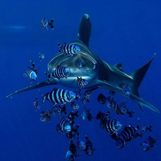 Diving in the Red Sea with oceanic white tip sharks - photo copyright of Oasis, Marsa Alam