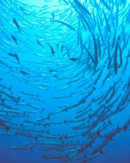 Populations of fish species such as barracuda have rebounded in Palau