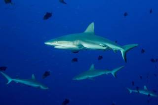 Diving with grey reef sharks at Blue Corner in Palau