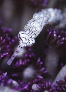 Close up of a pipefish - common critter of diving at Beqa Island, Fiji - photo courtesy of ScubaZoo