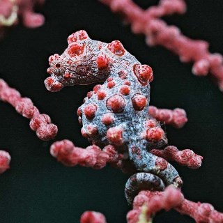 Pygmy seahorse - photo courtesy of Komodo Dancer