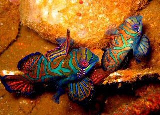 Mandarinfish can be seen in the Raja Ampat area - photo courtesy of friends of Pindito