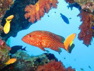 Red coral grouper, diving in Hurghada, the Red Sea - photo courtesy of Detlef Sarrazin