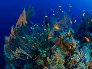 Diving at Big Brother in the Red Sea - photo courtesy of Frank Goedschalk