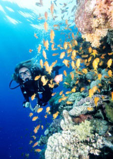 Diving with soft corals and anthias at the Brothers - photo copyright of Egypt Tourism [photographer: CHICUREL Arnaud/hemis.fr]