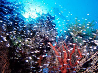 Scuba diving in the Red Sea at the Kingston, Shag Rock, near the Sinai Peninsula - photo copyright of Egypt Tourism [photographer: CHICUREL Arnaud/hemis.fr]