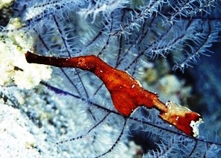 Robust ghostpipefish in the Surin Islands, Thailand - photo coutesy of ScubaZoo