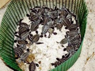 Reef Guardians' turtle hatchlings from the Sugud Islands Marine Conservation Area, Sabah