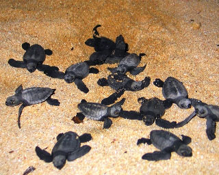Released to a life of freedom, turtle hatchlings scrurrying out to sea in Indonesia