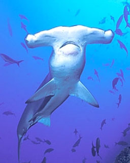 Scalloped hammerhead shark