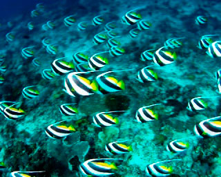 Watch endless streams of schooling bannerfish when you dive at the Lhaviyani Atoll in the Maldives - photo courtesy of ScubaZoo
