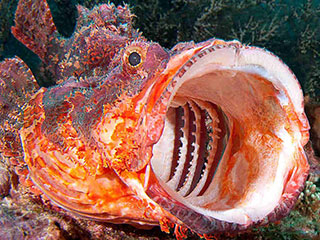 The gaping mouth of a toxic scorpionfish