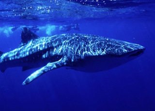 Whale sharks are a common sighting when scuba diving in Australia - photo courtesy of ScubaZoo