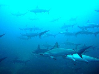 Hammerhead sharks at the Socorro Islands, Mexico - photo courtesy of Sea Escape