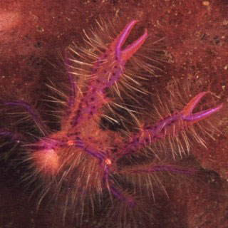 Pink squat lobster - look carefully on the barrel sponges for these - photo courtesy of Cary Yanny, Tasik Ria Resort