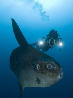 Working with sunfish in Bali - photo courtesy of ScubaZoo