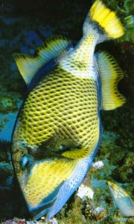 Titan triggerfish are found diving at Koh Tao, Thailand - photo coutesy of Marcel Widmer - www.seasidepix.com