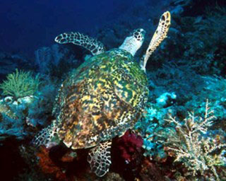 Hawksbill Turtle at Koh Rok, Thailand - photo coutesy of Marcel Widmer - www.seasidepix.com