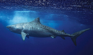 Tiger shark swimming near the surface - photo courtesy of Juan Oliphant