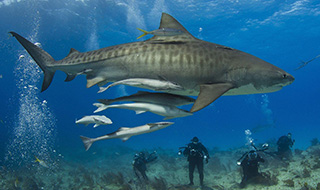 A curious tiger shark checks out some divers at Shark Reef, Fiji