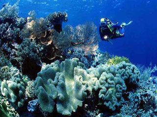 Diving on Wakatobi's outstanding coral reefs