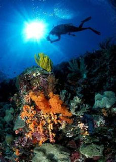Underwater scenes like these are why most tourists visit the Tukang Besi Archipelago