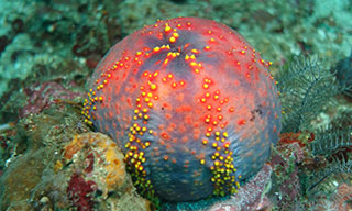 The odd looking sea apple that bejewels the sea floor in Komodo, courtesy of Pierre-Edouard Crouzier