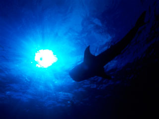 The silhouette of a whale shark - photo courtesy of ScubaZoo