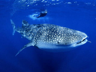 There are many swim with whale sharks tours in Thailand