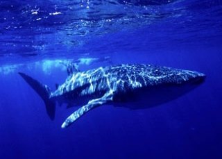 Whale shark - photo courtesy of ScubaZoo