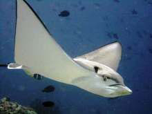 An eagle ray from Ariane Lamy's Sachika Maldives liveaboard trip