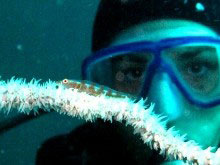 Eye to eye with a whip goby, courtesy of Don and Liz Halina