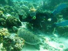 Lin Donevska with a turtle in Sipadan, Malaysia