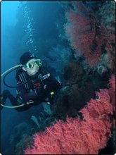 Avoid injuries while diving coral reefs Avoid injuries while diving coral reefs