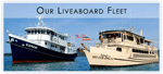Thailand diving - Phuket liveaboards MV Colona VI & MV Giamani