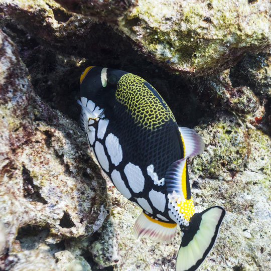 diving with clown triggerfish
