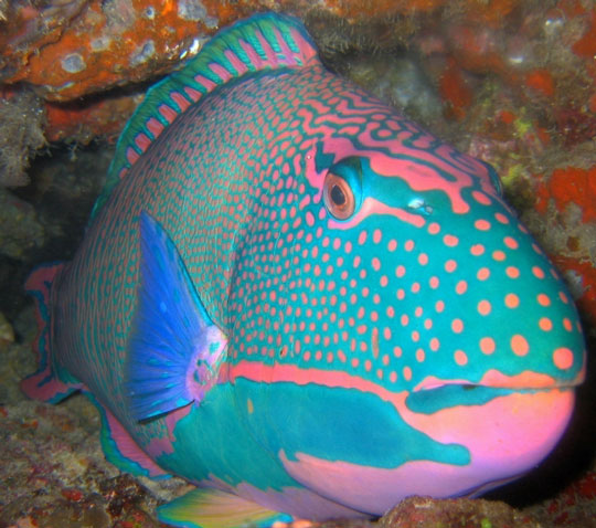 diving in taveuni somosomo