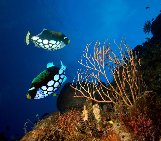 diving with clown triggerfish